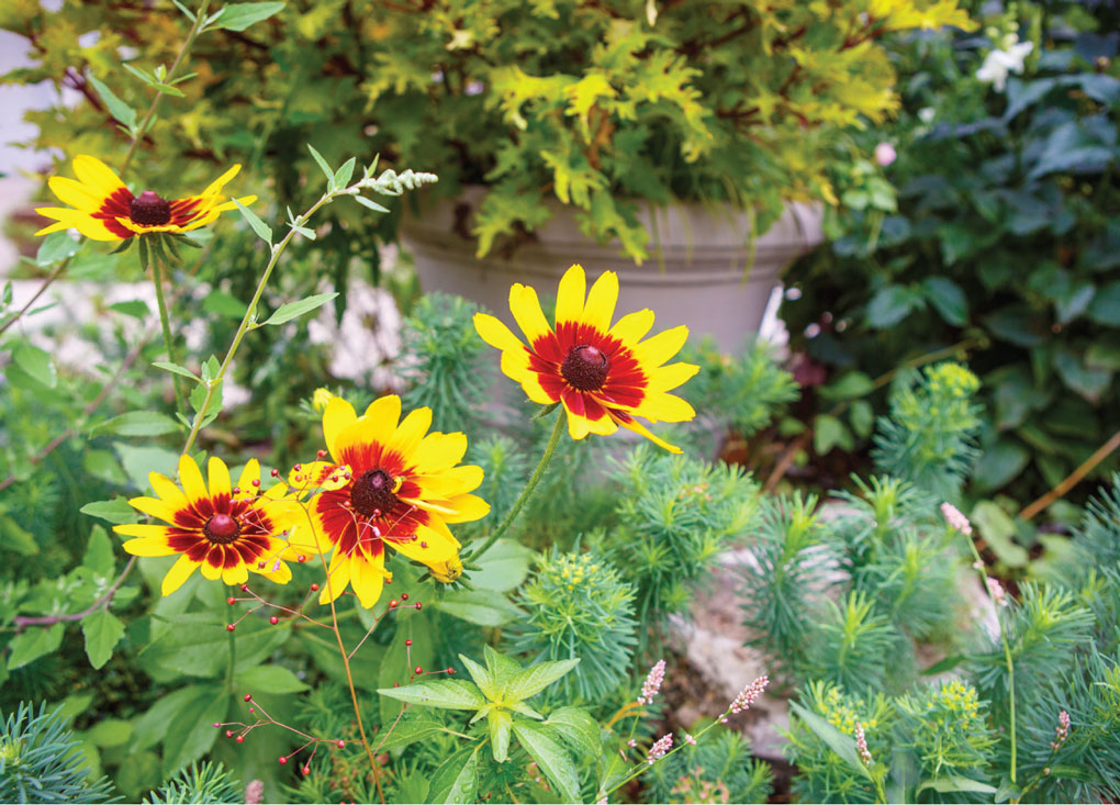 Black-Eyed Susans in Long's Garden