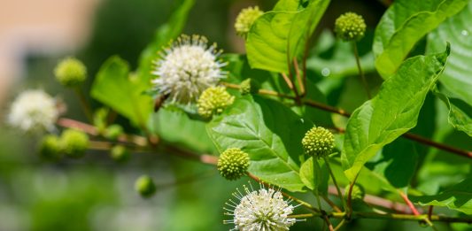 Yard trends: bursting buttonbush blooms