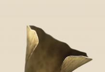 Karl Herber Photographs Ginkgo - Karl Herber Photographs